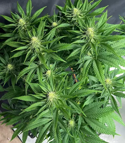 GG4 Sherbet Fast Flowering (Fast Buds)