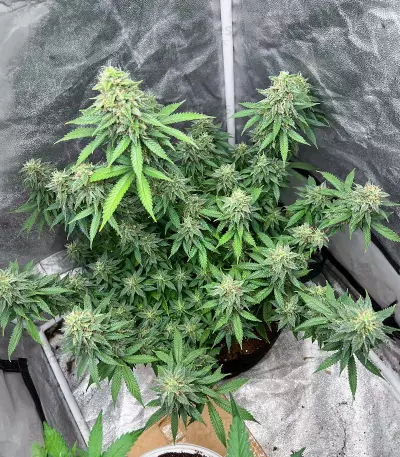 Gorilla Cookies Fast Flowering (Fast Buds)