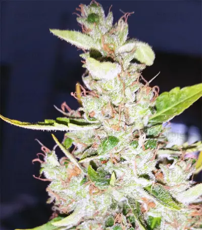 Kalashnikova Auto (GHS) Cannabis-Samen