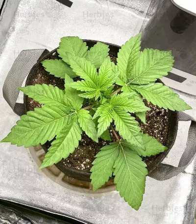 Kush Mintz feminisiertes Saatgut (Barney's Farm)