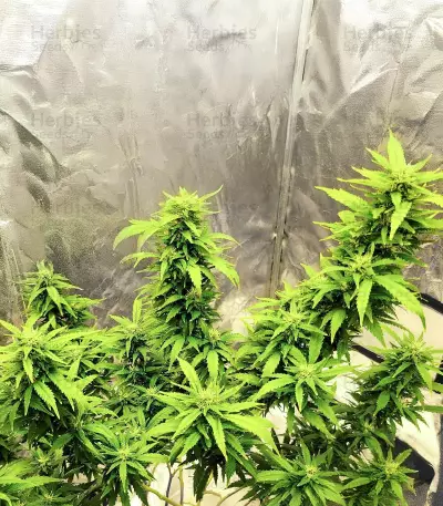 SoCal Masterkush Regular (BC Bud Depot Seeds) Cannabis-Samen