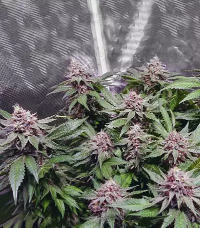 Alien Gorilla (Original Sensible Seeds) Cannabis-Samen