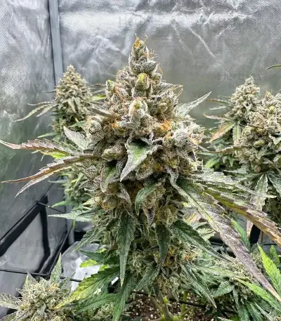 Apollo (Brothers Grimm Seeds)