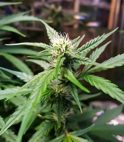 Auto Gorilla (00 Seeds)