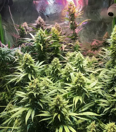 Blue Dream Feminized (Garden of Green)