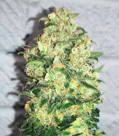 C4 Auto (Fast Buds) Cannabis-Samen