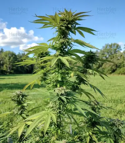 Cookies Gelato (Royal Queen Seeds)