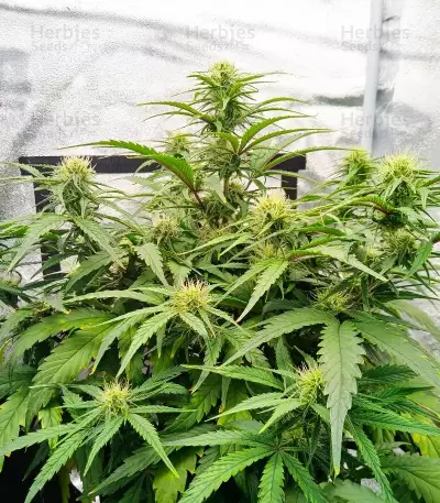 Durban Poison Autoflower feminisierte Samen (Humboldt Seed Company)