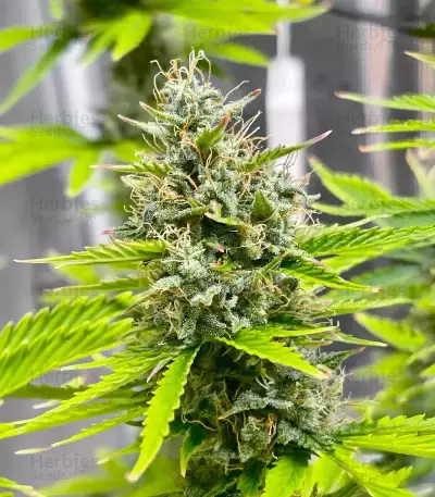 Durban Poison Autoflower feminisierte Samen (Seedkeepers)