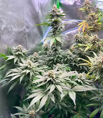G13 Genius feminisierte Samen (Brothers Grimm Seeds)