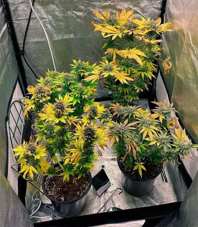Mimosa (Herbies USA Express)