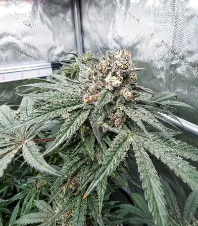 Papaya Sherbet feminisierte Samen (Fast Buds)