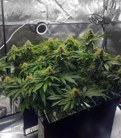 Pineapple Chunk feminisierte Samen (Barney’s Farm)