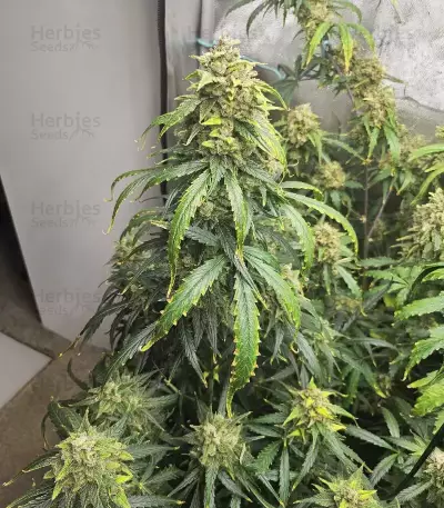 Pineapple Runtz Auto feminisierte Samen (Ethos Genetics)