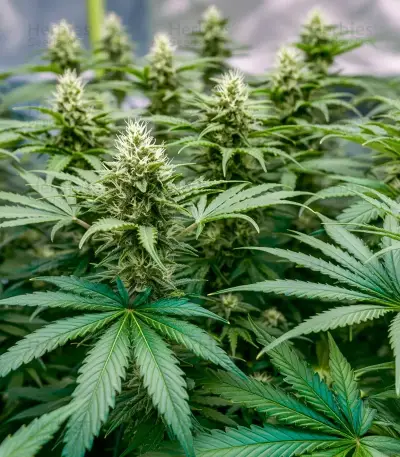 Power Bud (Blackskull Seeds) Cannabis-Samen