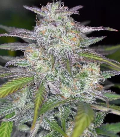 Smoothie Auto (Fast Buds) Cannabis-Samen