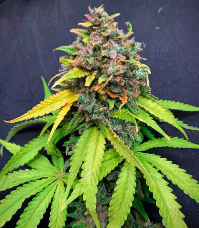 Super Silver Haze (GHS) Cannabis-Samen