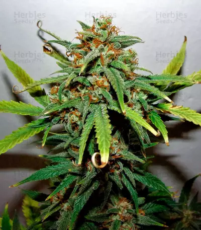 West Coast O.G. Auto (Fast Buds) Cannabis-Samen