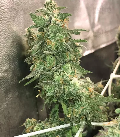 Zombie Death Fuck (BlimBurn Seeds) Cannabis-Samen