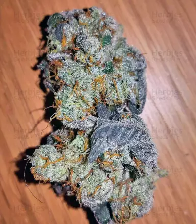 Ayahuasca Purple (Barney's Farm) Cannabis-Samen
