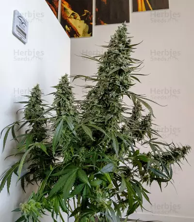 Auto Banana Blaze (Dutch Passion) Cannabis-Samen