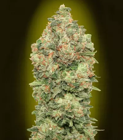 Auto Critical Soma (Advanced Seeds) Cannabis-Samen