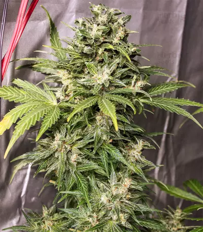 Auto Kaya 47 (Advanced Seeds) Cannabis-Samen