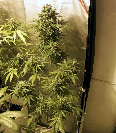 Auto Kaya 47 (Advanced Seeds) Cannabis-Samen