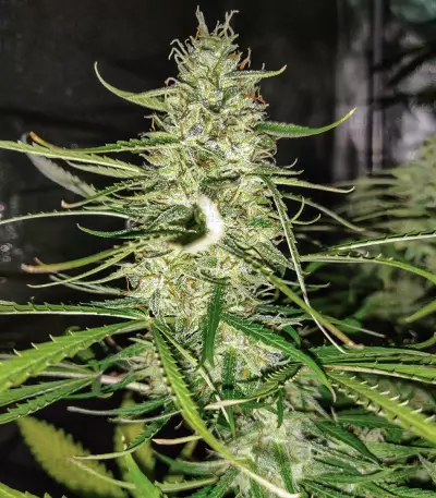Auto Ultimate (Dutch Passion) Cannabis-Samen