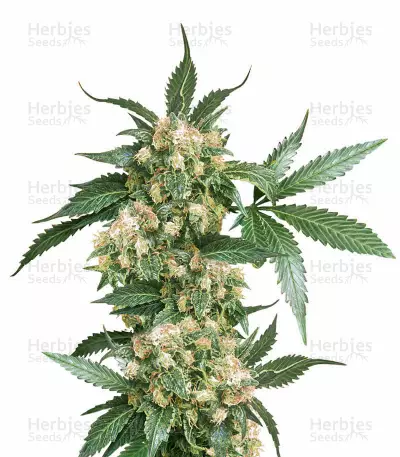 Black Domina regular (Sensi Seeds) Cannabis-Samen