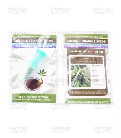 Blueberry Headband Auto regular (Emerald Triangle Seeds) Cannabis-Samen