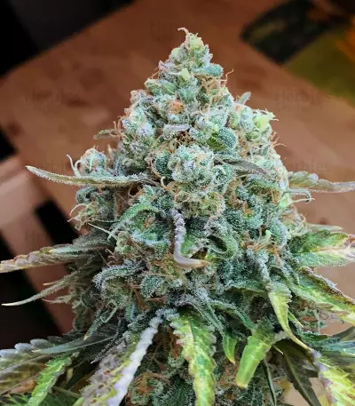 Critical 47 (Positronics Seeds) Cannabis-Samen