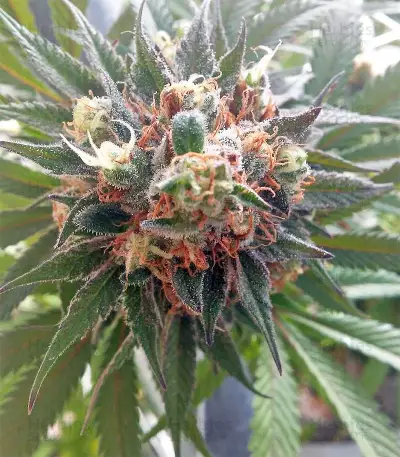 Durban Regular (CannaBioGen) Cannabis-Samen