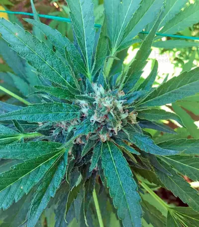 Green Crack (Humboldt Seeds Organization) Cannabis-Samen