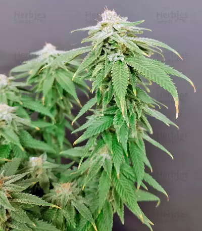 High Mass ASB Giant Auto (Xtreme Seeds) Cannabis-Samen