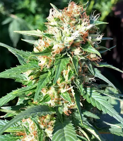 Julies Cookies (Big Head Seeds) Cannabis-Samen