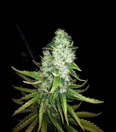 Lemon Ice 2.0 (Ripper Seeds) Cannabis-Samen