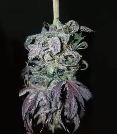OGKZ (Humboldt Seeds Organization) Cannabis-Samen