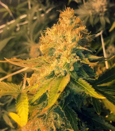 Pineapple Express (G13 Labs) Cannabis-Samen