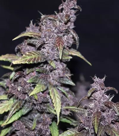Purple Lemonade Auto feminisierte Samen (Fast Buds)
