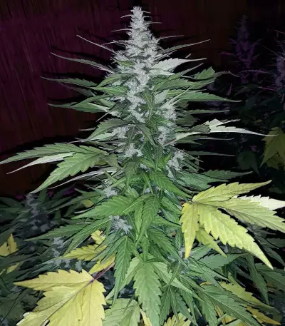 Secret Ducky (Xtreme Seeds) Cannabis-Samen