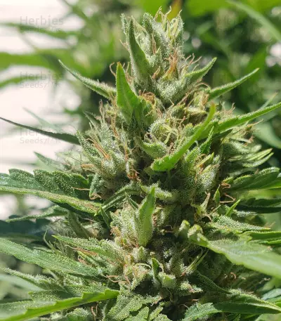 Shaman (Dutch Passion) Cannabis-Samen
