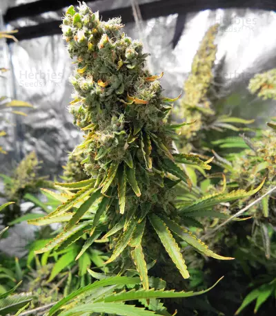 Silver Bubble (Reserva Privada) Cannabis-Samen
