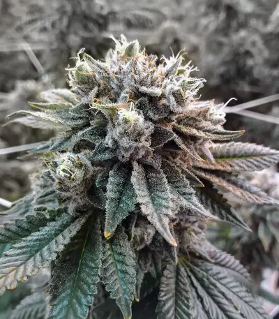 Sorbet #4 (DNA Genetics) Cannabis-Samen