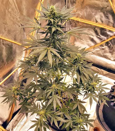 Sticky Fingers Autoflower (Seedstockers) Cannabis-Samen