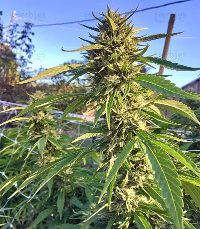 Strawberry Banana (Big Head Seeds) Cannabis-Samen