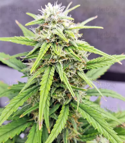 Strawberry Gum (Advanced Seeds) Cannabis-Samen