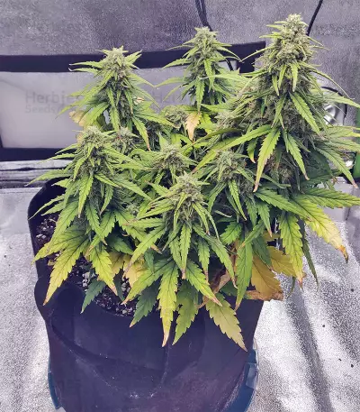 Strawberry Gum (Advanced Seeds) Cannabis-Samen