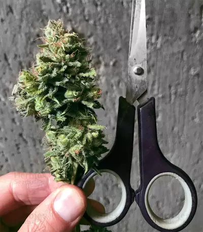 Strawberry Eclair (G13 Labs) Cannabis-Samen
