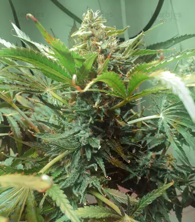 Sugar Black Rose Early Version feminisiertes Saatgut (Delicious Seeds)